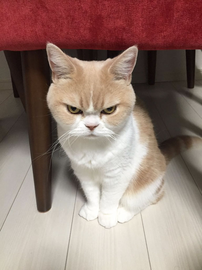 japanese-grumpy-cat-angry-koyuki-moflicious-22.jpg